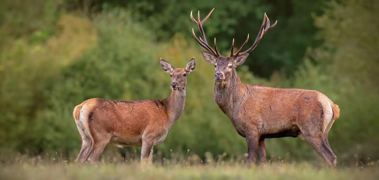 Deers in La Zagaleta